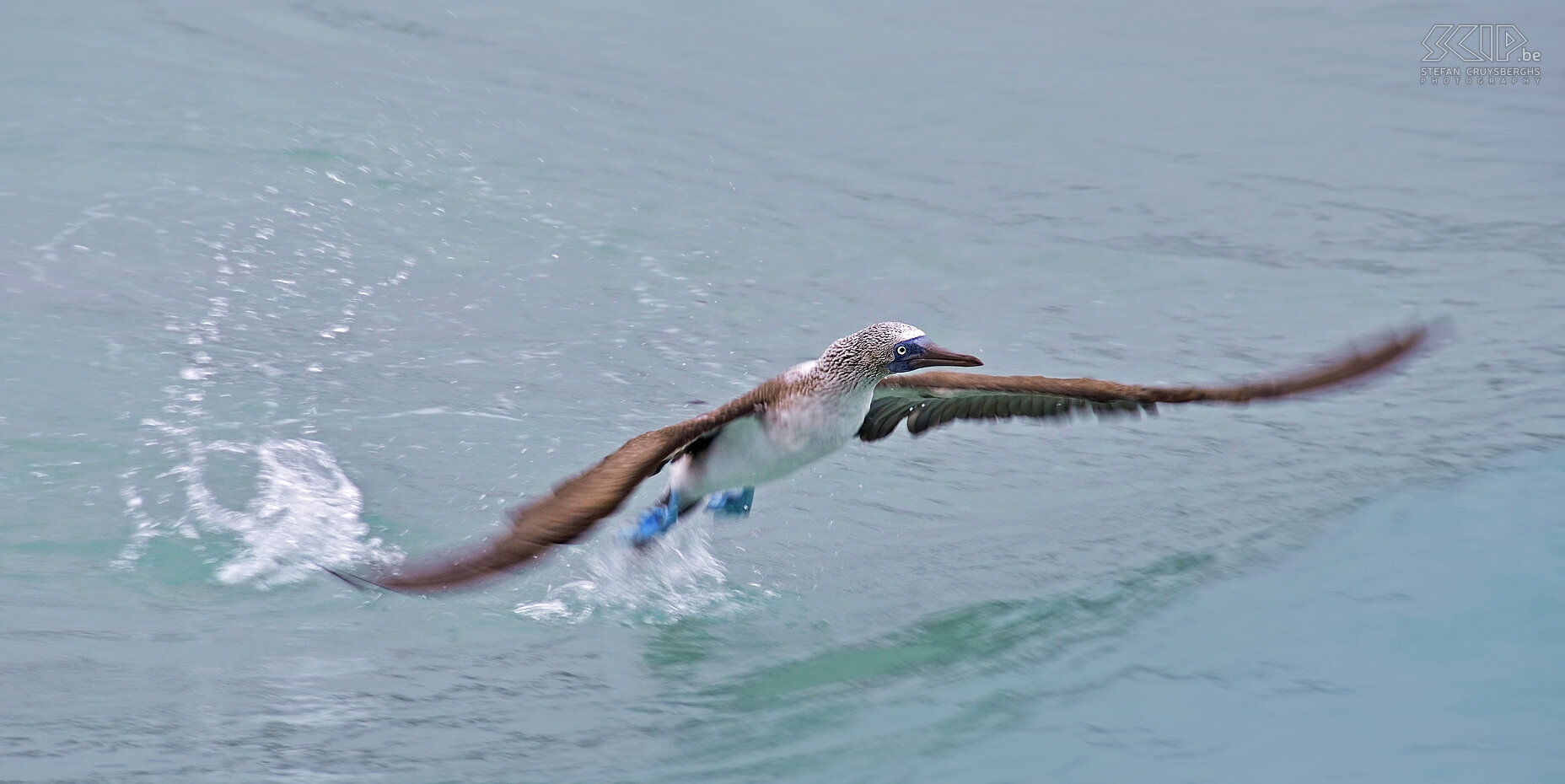 Galapagos - Isabela - Blauwvoetgent Aan de kust zijn de blauwvoetgenten (sula nebouxii excisa) altijd bedrijvig aan het vissen. Stefan Cruysberghs